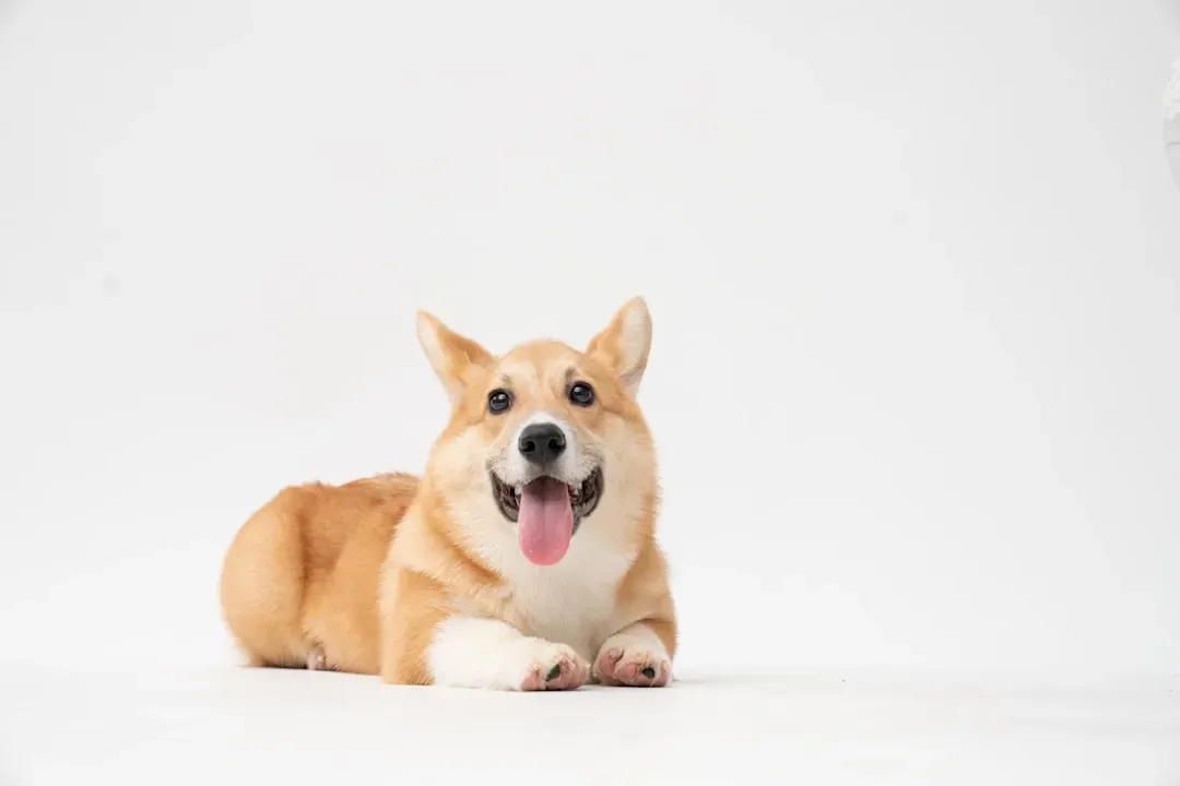 The Heartbreaking Reality of Social Deprivation in Dogs (Image Credits: Unsplash)