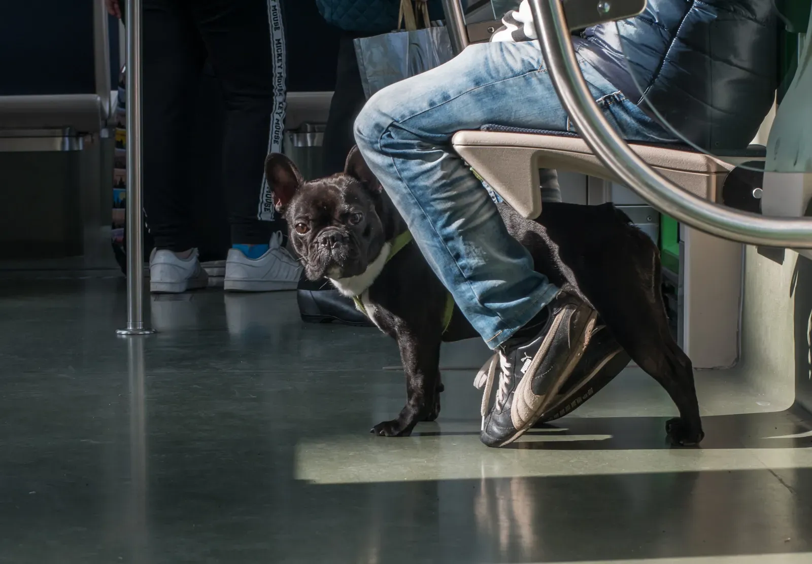 #7 - They Show Jealousy Only Around You (By Basotxerri, CC BY-SA 4.0)