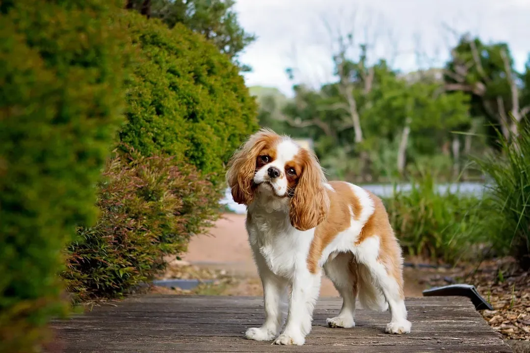 1. Cavalier King Charles Spaniel (Image Credits: Unsplash)