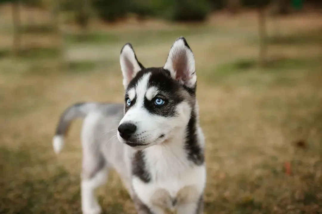 1. Miniature Husky: Big Husky Energy, Smaller Package (Image Credits: Unsplash)
