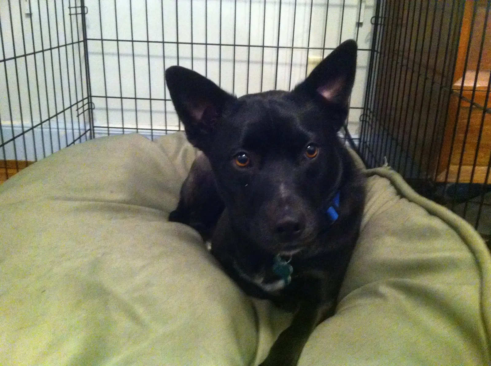 #2 - A True "Safe Zone," Not Just a Cute Dog Bed (By diana2020, CC BY-SA 3.0)