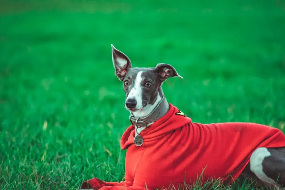 8. Whippet: The Rocket Who Then Takes a Nap (Image Credits: Pexels)