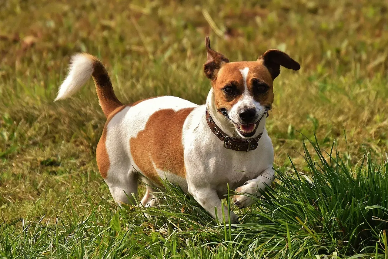 Aries and the Jack Russell Terrier (Image Credits: Pixabay)