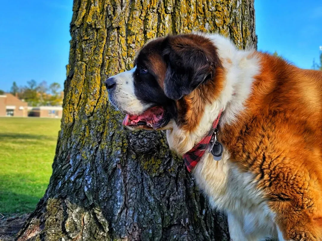 Saint Bernard: The Gentle Giant Who Doesn't Know His Size (Image Credits: Unsplash)