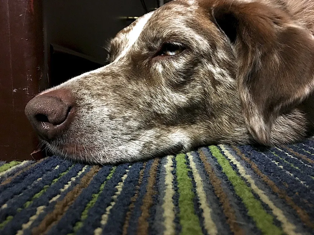 Conclusion: Your Dog Is Counting on You (Image Credits: Flickr)