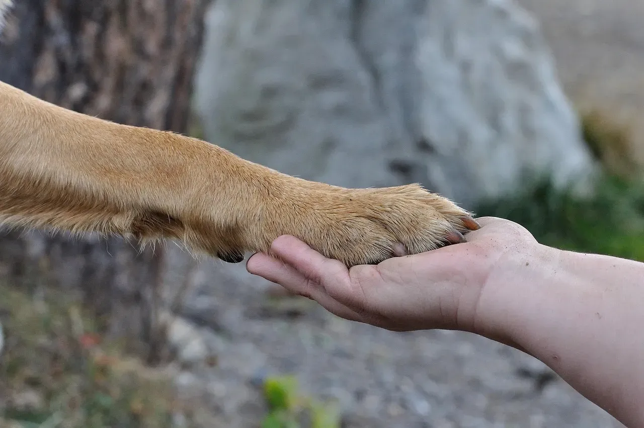 More Than Just a Request for Pets (Image Credits: Pixabay)