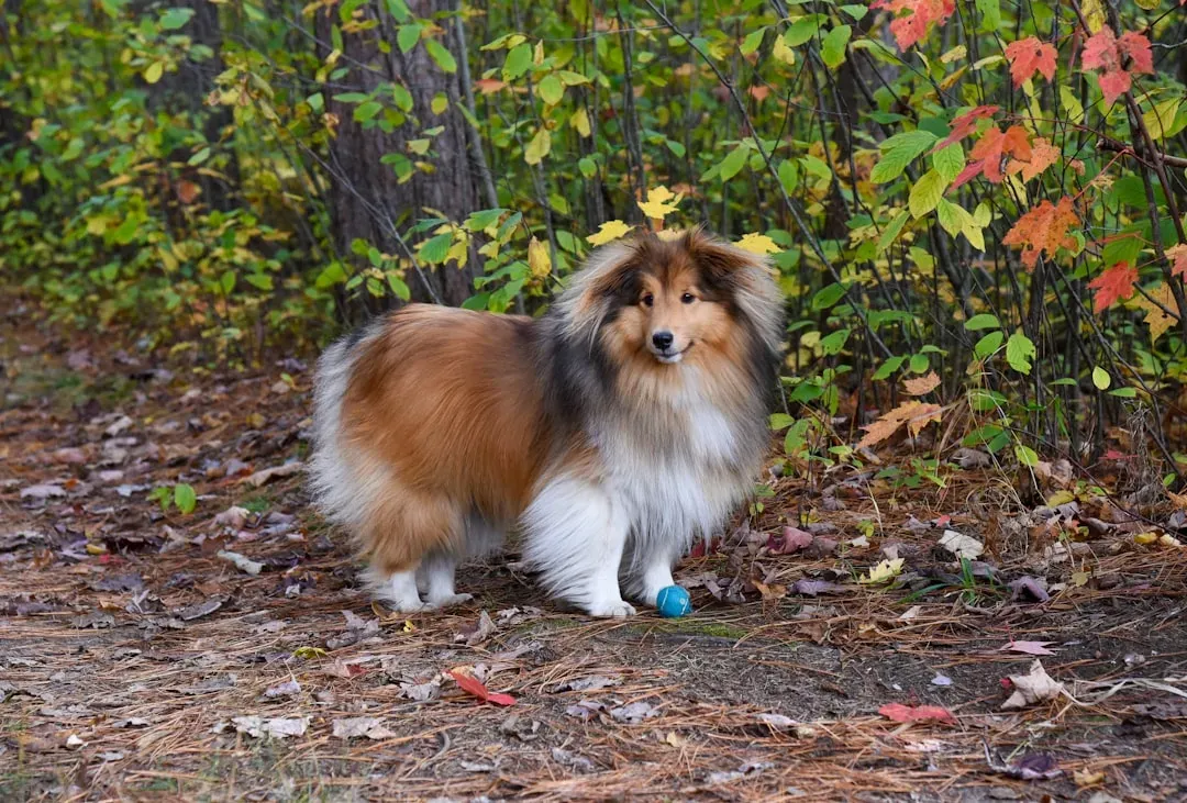 #11 Shetland Sheepdog (Sheltie) - Sensitive Souls With Long Memories (Image Credits: Unsplash)
