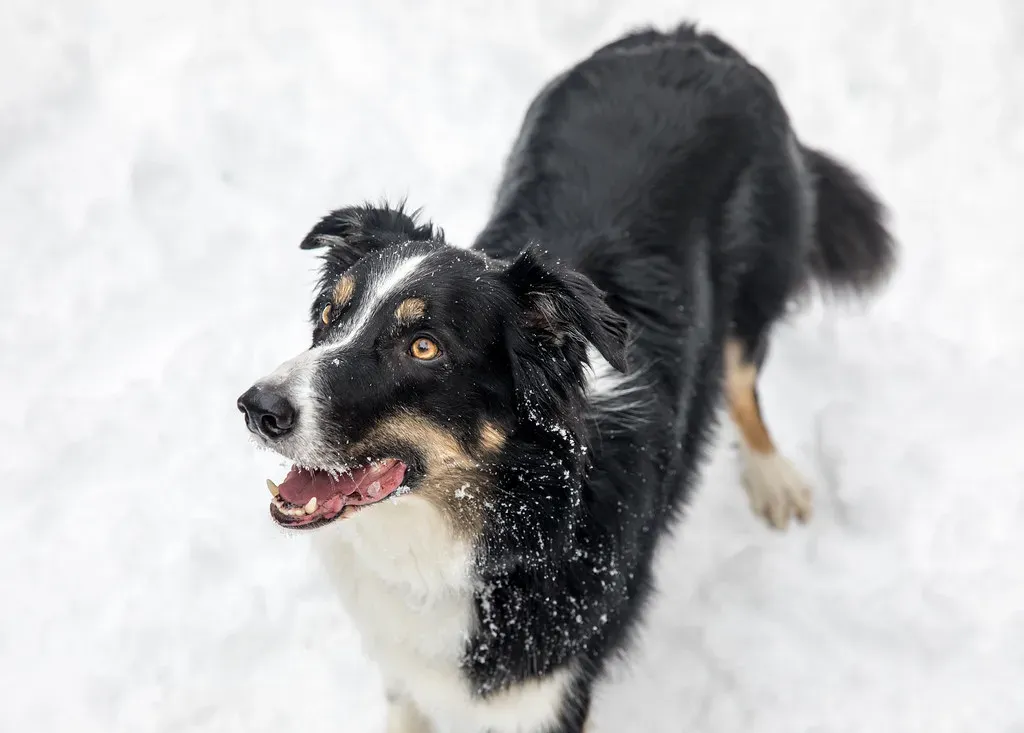 The Dogs Most at Risk (Image Credits: Flickr)