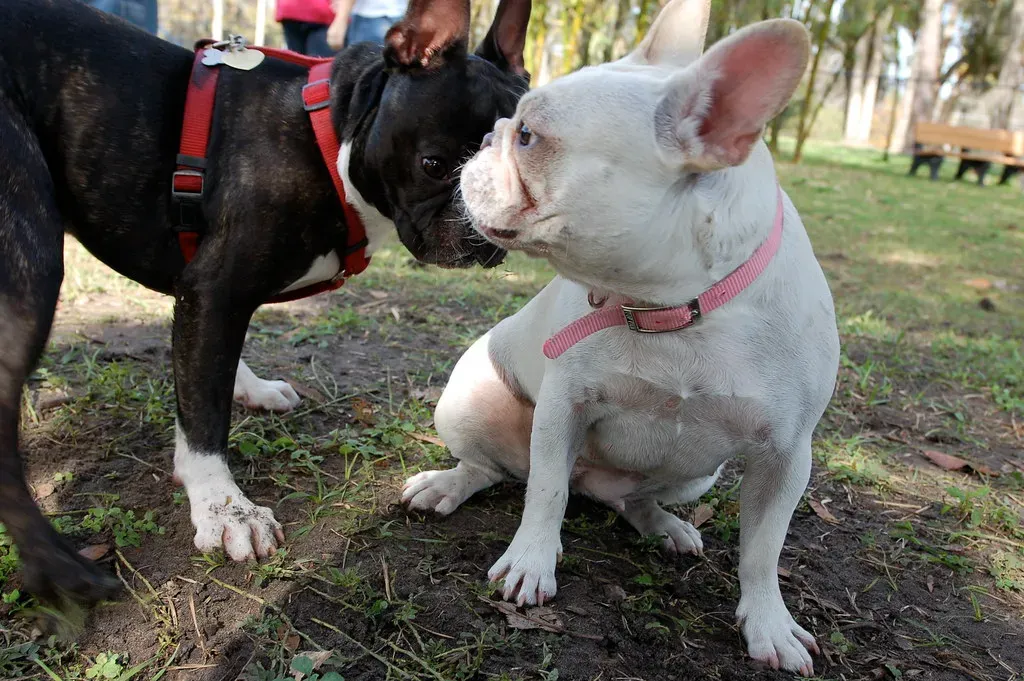 The First Face-to-Face Meeting (Image Credits: Flickr)