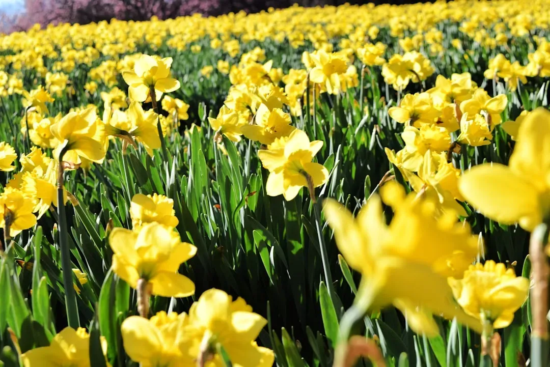 7. Daffodils: Cheerful Bulbs With a Toxic Bulb Core (Image Credits: Unsplash)