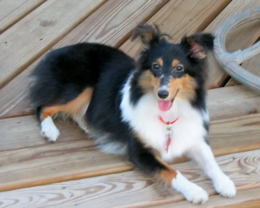 Hormonal Havoc - What Hair Loss Patterns Reveal About Internal Health (jimthompson, Flickr, CC BY-SA 2.0)