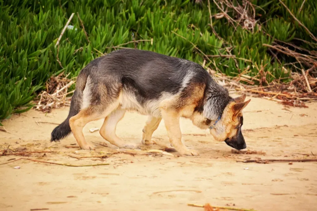 #2: Sniffing Is Literally Brain Exercise (Image Credits: Rawpixel)
