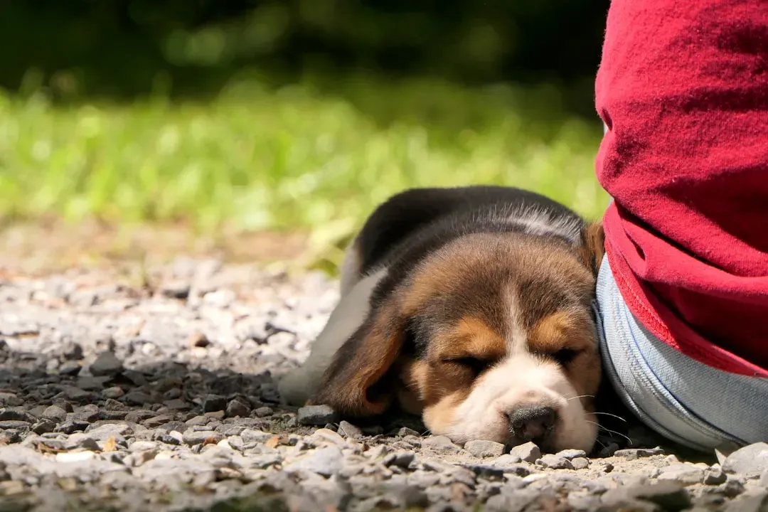 Beagle (Image Credits: Unsplash)