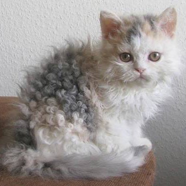 Pisces: The Dreamer's Gentle Selkirk Rex (Image Credits: Flickr)
