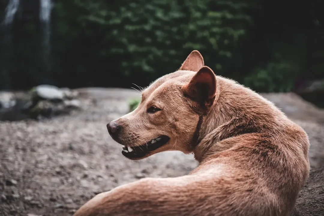 #11: Labored or Changed Breathing (Image Credits: Unsplash)