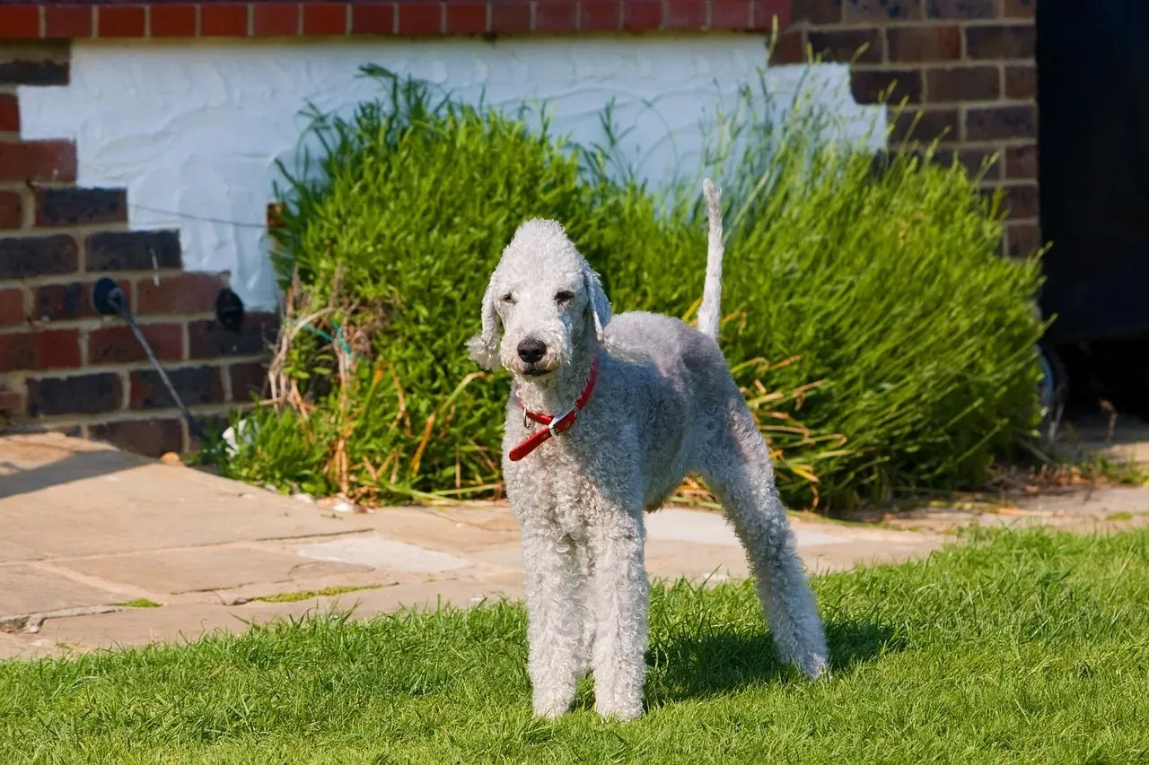 Bedlington Terrier (Image Credits: Pixabay)
