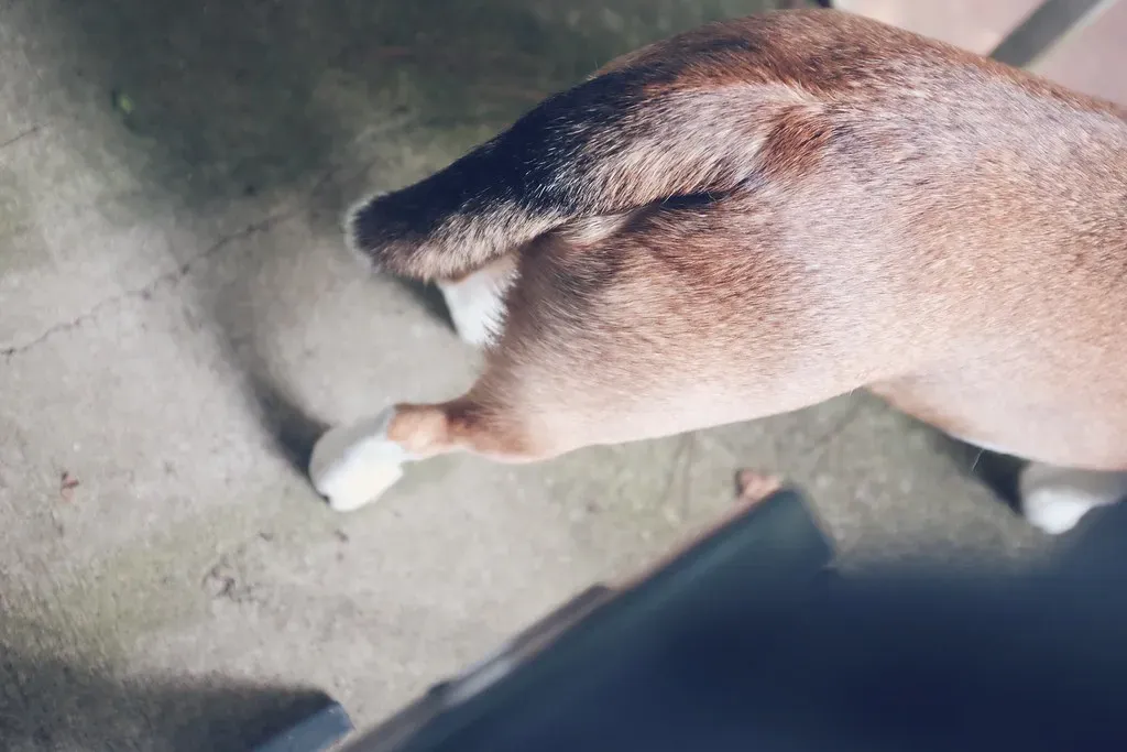 The "Please Scratch My Back" Signal You've Been Ignoring (Scott Akerman, Flickr, CC BY 2.0)