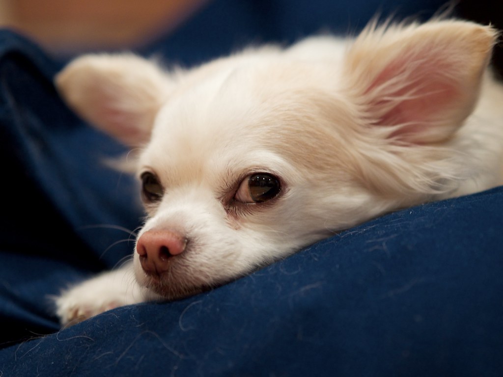 They Seek Your Eyes During Uncertain Moments (Image Credits: Flickr)