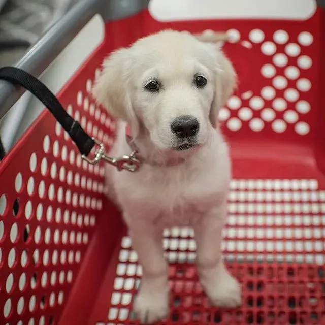 House Training Regression or Elimination Issues (Image Credits: Flickr)