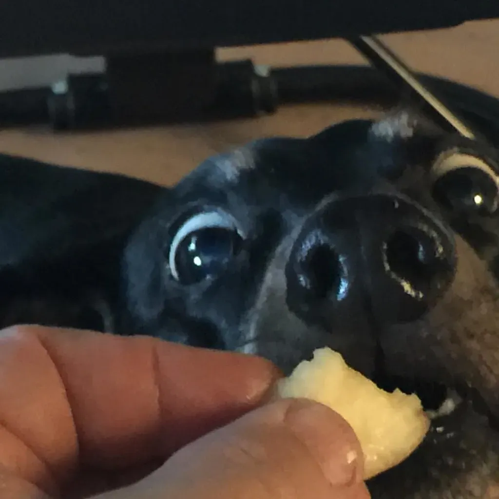 #4 Giving Table Scraps “Because It’s Just a Little Bit” (Tobyotter, Flickr, CC BY 2.0)