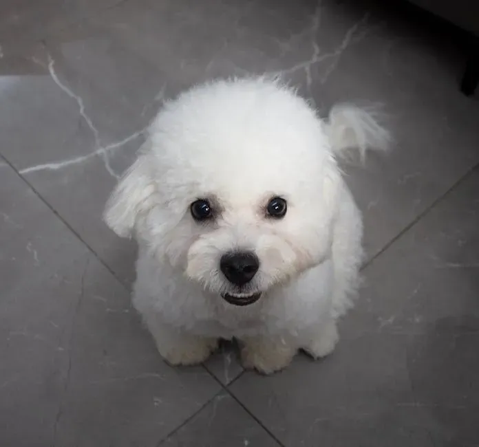 6. Bichon Frise: The Cheerful Cloud Who Never Sheds on Your Sofa (Image Credits: Pexels)