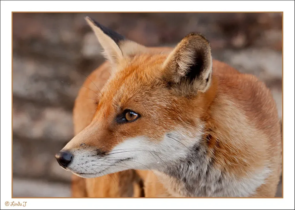 What Dog Owners Should Know About Fox Behavior (Image Credits: Flickr)