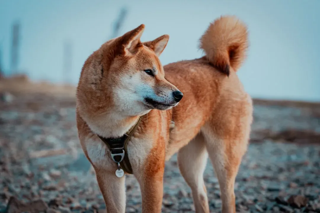 #16. Shiba Inu (Image Credits: Unsplash)