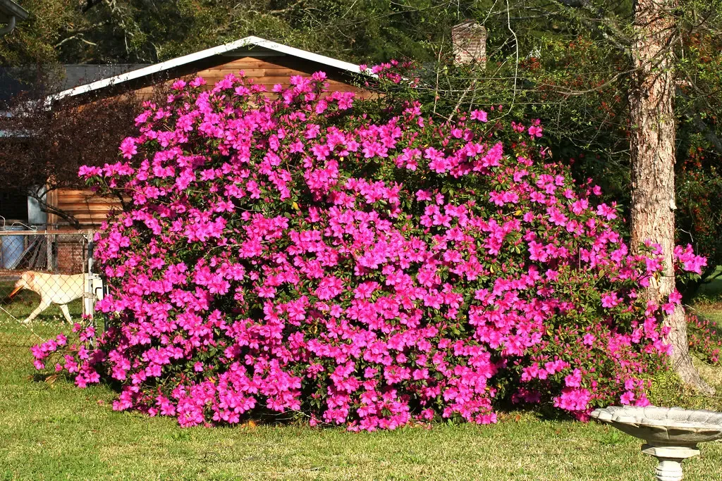 3. Azalea and Rhododendron: Spring Danger in Disguise (Image Credits: Flickr)
