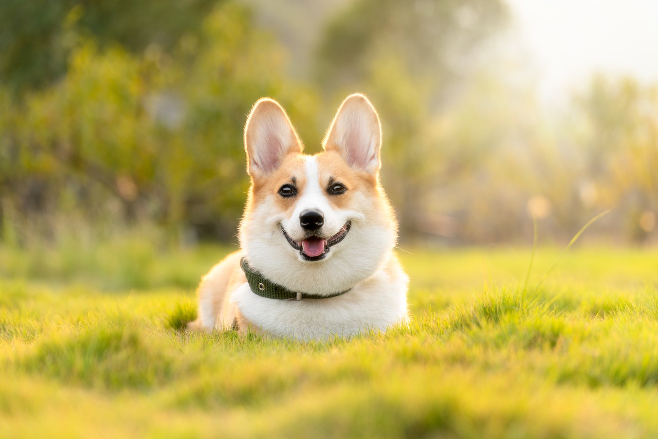 Short-Legged Royalty: Corgis (Image Credits: Pixabay)