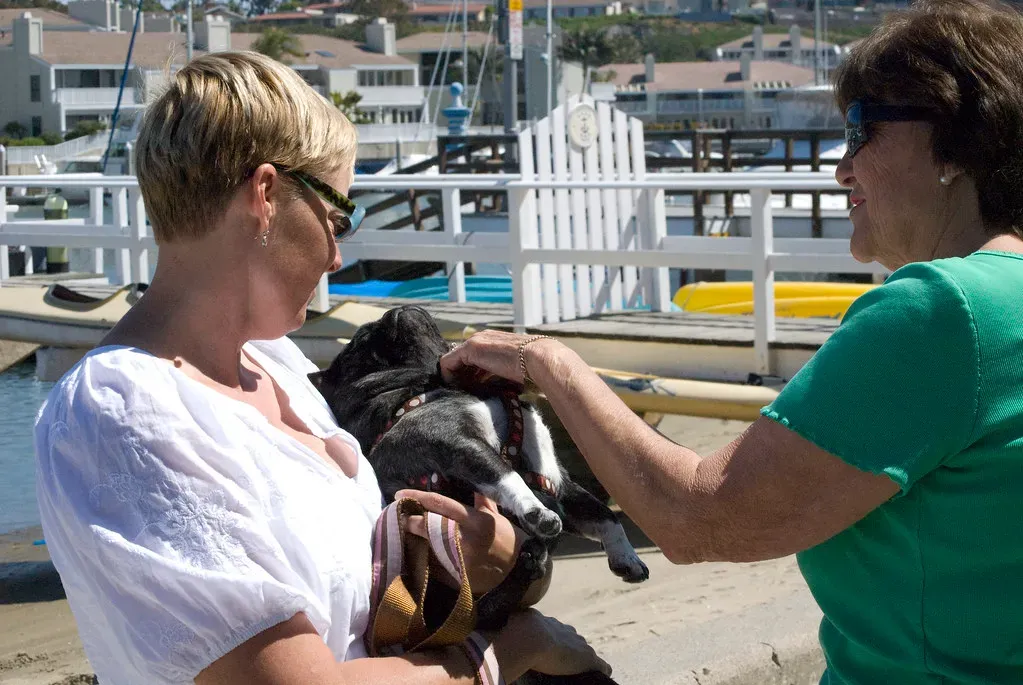 6. Pug: The Professional Attention Seeker (ChuckThePhotographer, Flickr, CC BY 2.0)