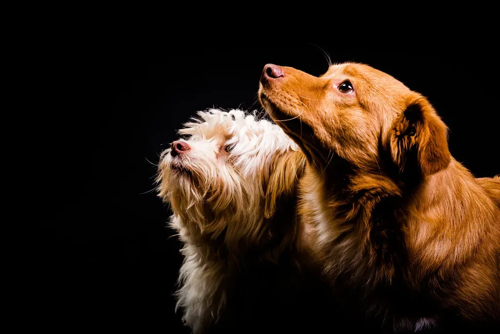 Scorpio's Intensity Overwhelming a Sensitive Companion (Image Credits: Flickr)