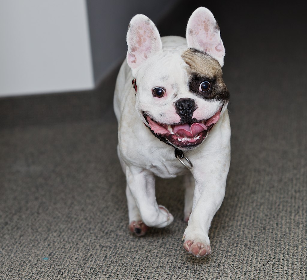 French Bulldog (Image Credits: Flickr)
