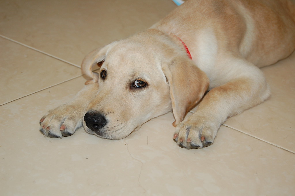 Labrador Retrievers: The Ultimate Mood Lifters (Image Credits: Flickr)