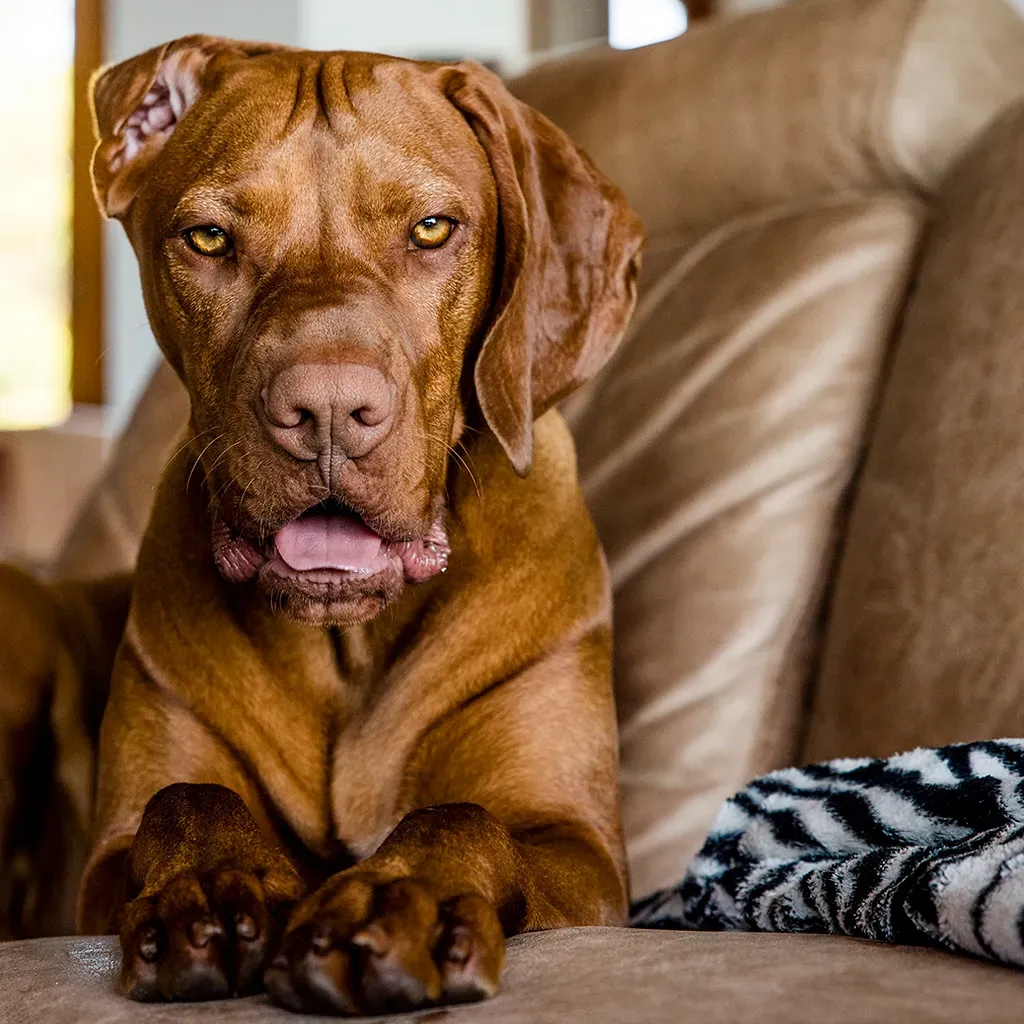 Communication in Everyday Life: How Dogs Use Our Eyes at Home (Images by Petra, Flickr, CC BY 2.0)