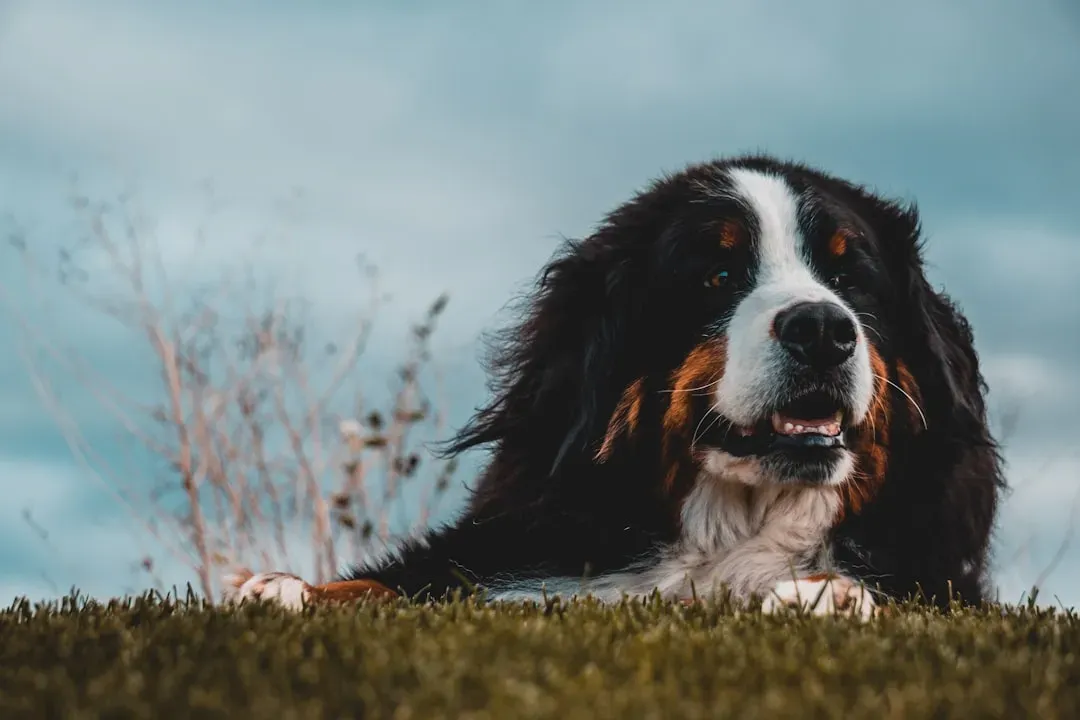 Conclusion: Being Someone’s Chosen Human Is a Responsibility, Not a Trophy (Image Credits: Unsplash)