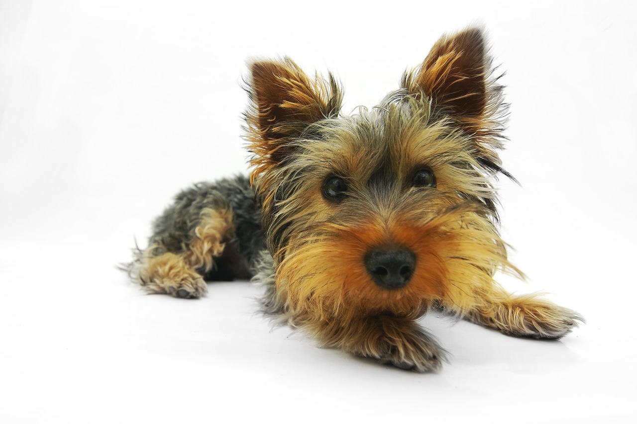Yorkshire Terriers: The Persistent Yappers (Image Credits: Pixabay)
