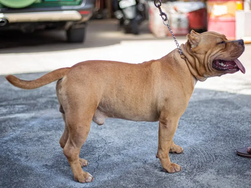 You're Drawn to Dogs Who Defy Their Reputation (Image Credits: Pexels)