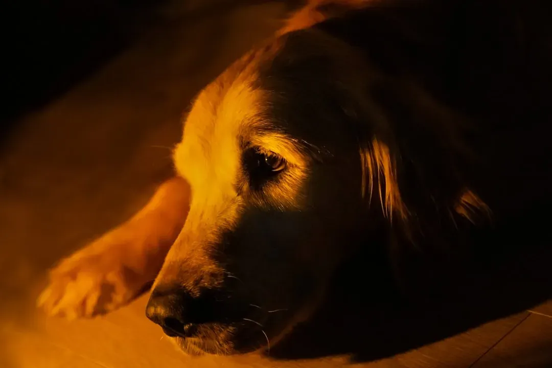 Nighttime Anxiety Signals You Shouldn't Ignore (Image Credits: Unsplash)