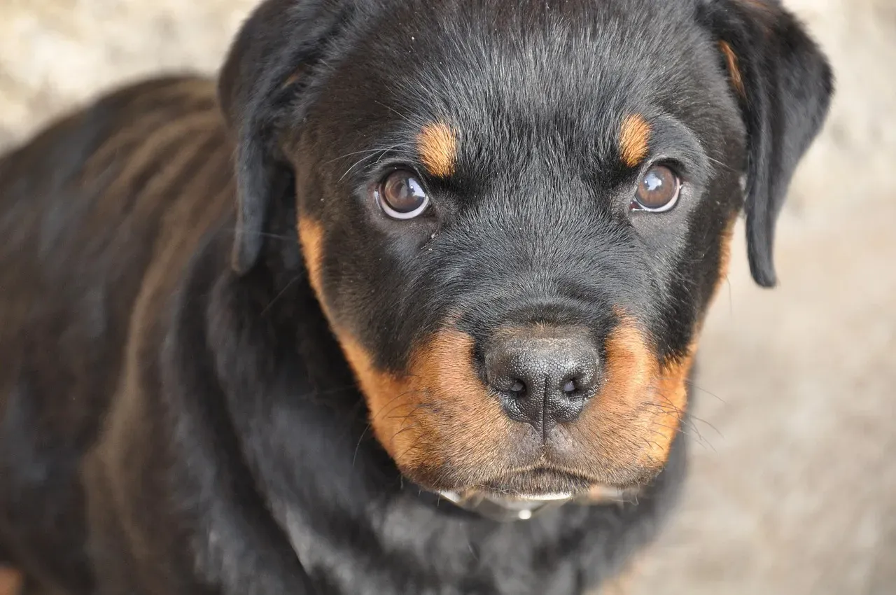 7. Rottweiler: The Misunderstood Empath (Image Credits: Pixabay)