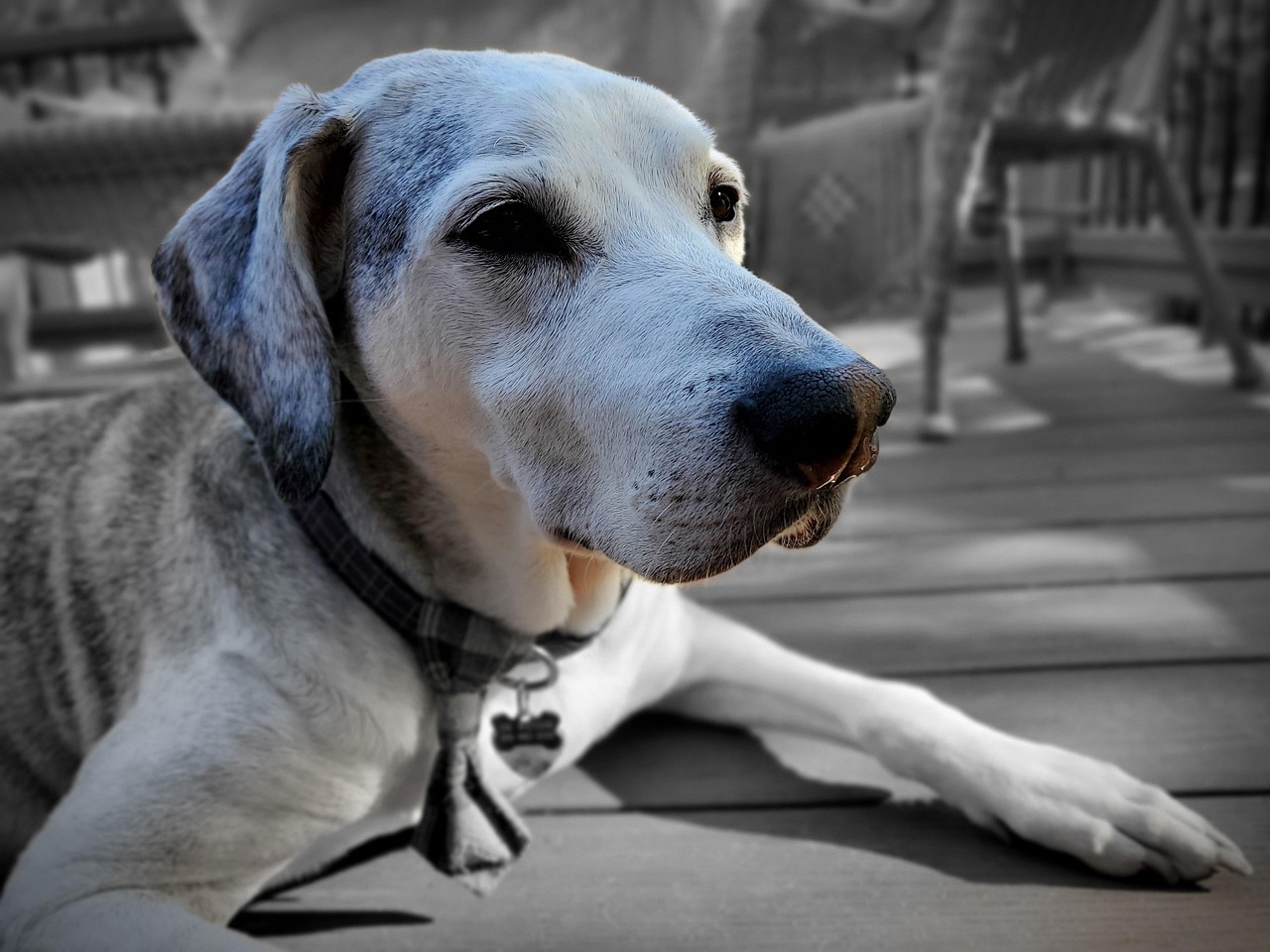 Tampa Bay Area: Retirement Haven with Tail-Wagging Appeal (Image Credits: Pixabay)