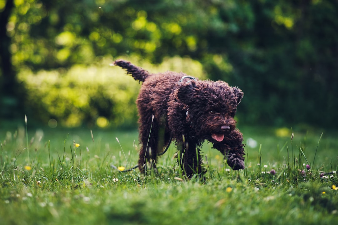 Lagotto Romagnolos: Thunder-Phobic Fluffballs (Image Credits: Unsplash)
