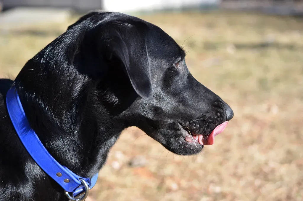 The Mouth Tells All: Lip Licking, Yawning, and Excessive Panting (Image Credits: Flickr)