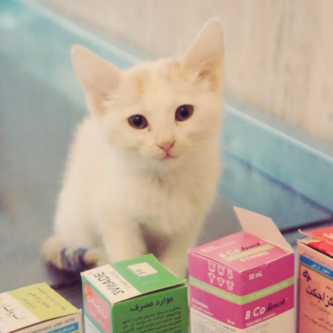 10. Shop smart for medications, but never cut corners on safety (Image Credits: Unsplash)