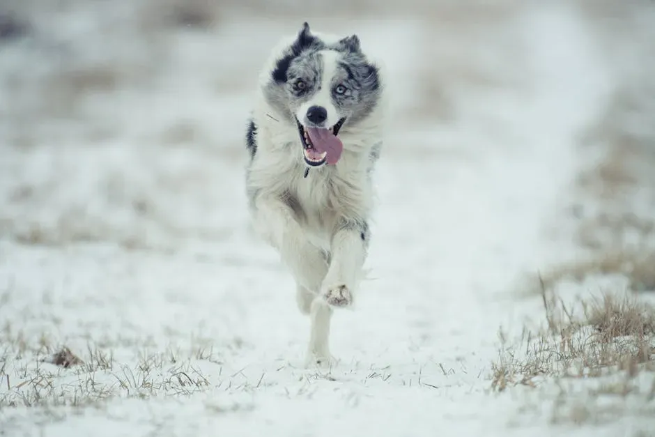 7. Omega-3 Fish Oil for Skin, Coat, and Joint Health (Image Credits: Pexels)