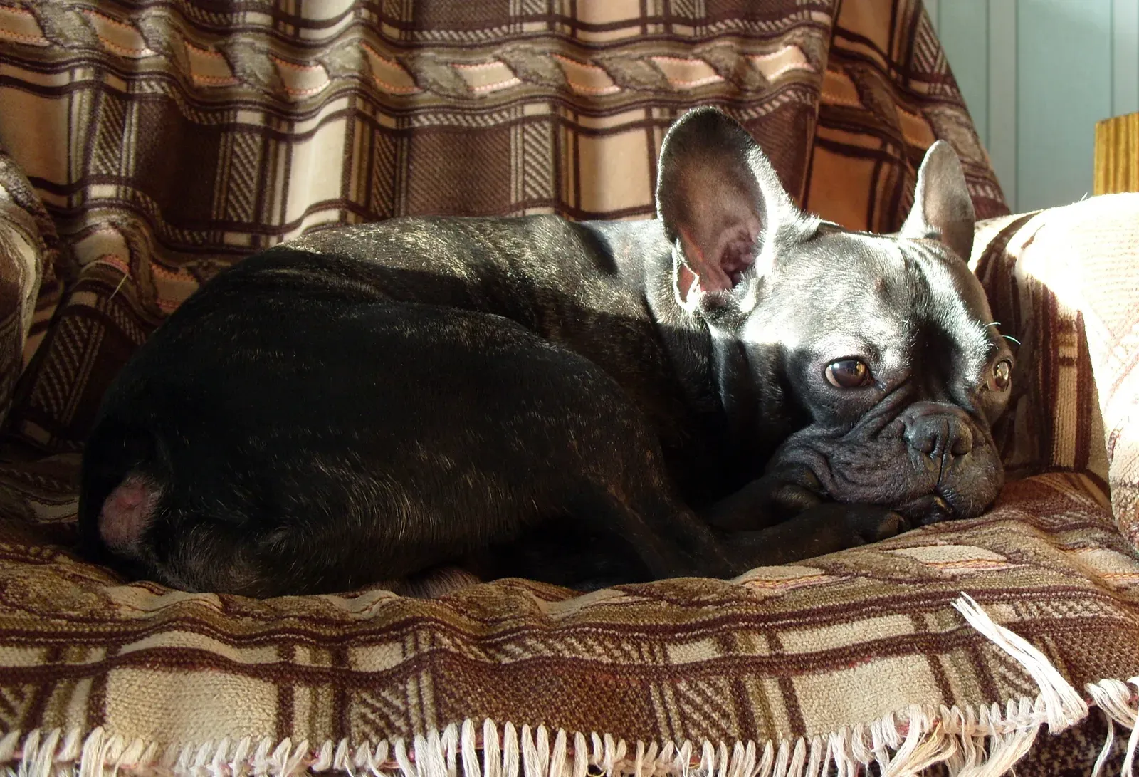 Breed #1: The French Bulldog - The Apartment MVP (Image Credits: Wikimedia)