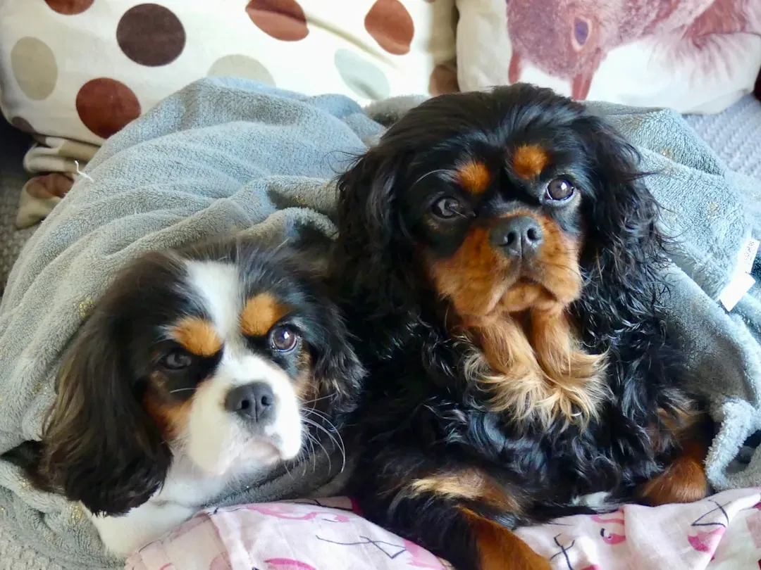 #11. Cavalier King Charles Spaniel: The Gentle Soul Who Just Wants Calm (Image Credits: Unsplash)
