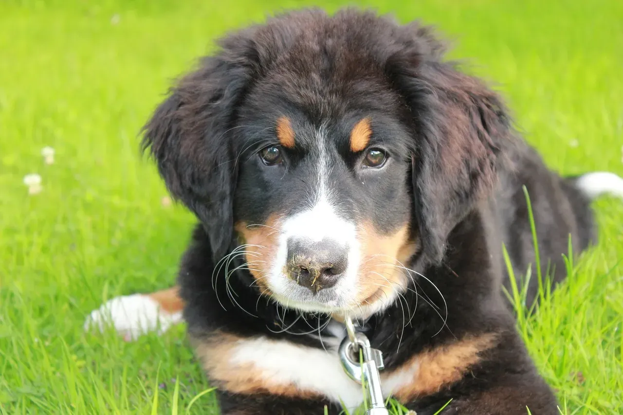 Bernese Mountain Dog: The Gentle Giant With a Tender Heart (Image Credits: Pixabay)