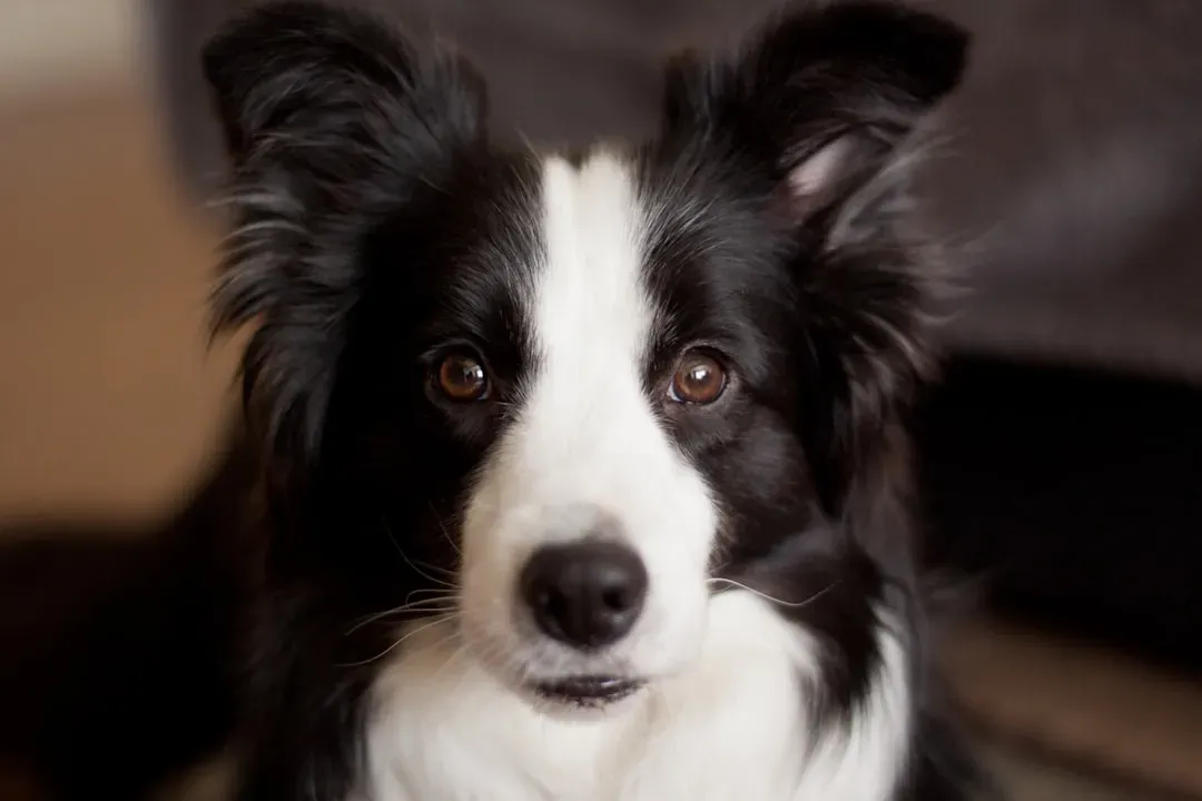 The Border Collie: The Perfectionist's Perfectionist (Image Credits: Unsplash)