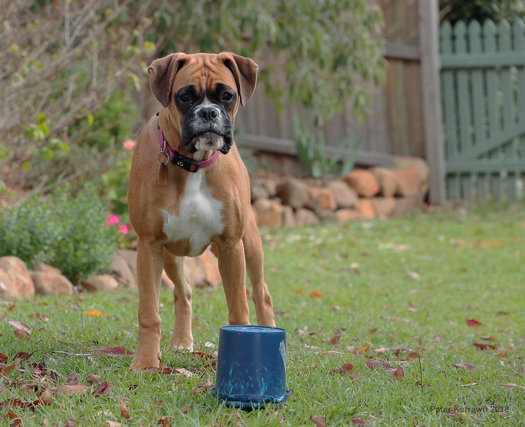 19. Boxer: Playful Powerhouse (Image Credits: Flickr)