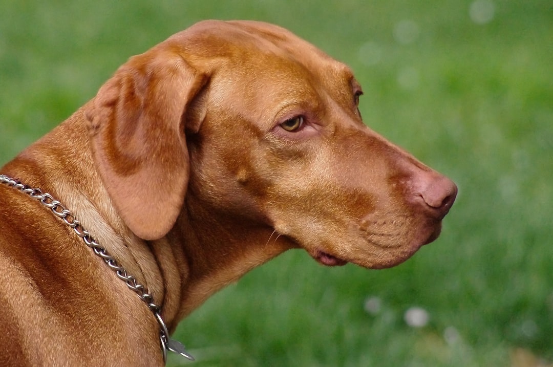 Vizsla - The Velcro Adventure Dog (Image Credits: Unsplash)
